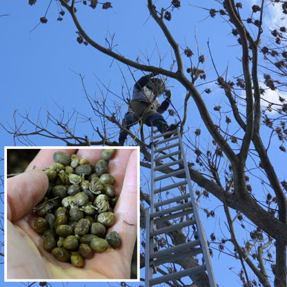 Mindfulness Candles (Full Set) - Shi - Zen